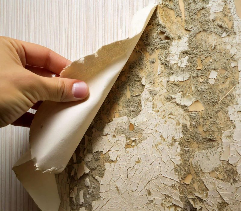 Firefly main qui enlève papier peint d'un mur et qui découvre de la moisissure due à l'humidité 9061